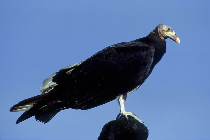 Urubu de Cabeça Branca