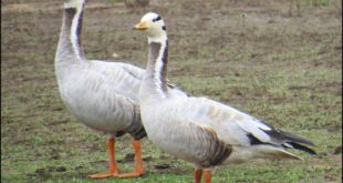 Casal de Ganso Indiano