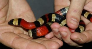 Cobra Alaranjada Na Mão de Um Homem