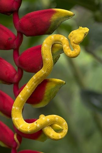 Nomes de Cobras Amarelas