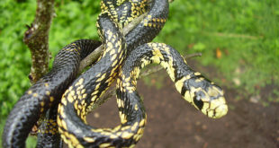 Cobra Canina em Galho de Árvore