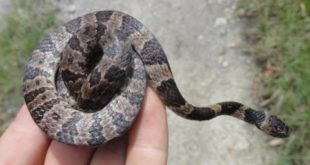 Cobra Dormideira na Mão de um Homem