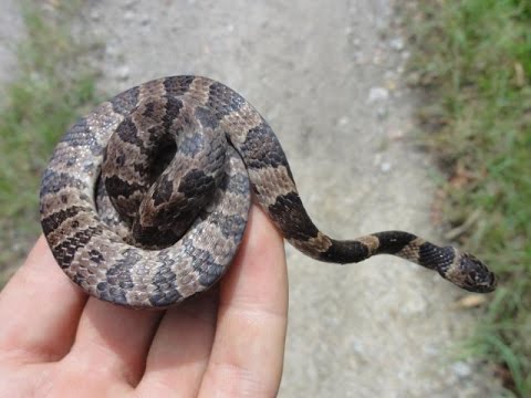 Cobra Dormideira Nome Científico