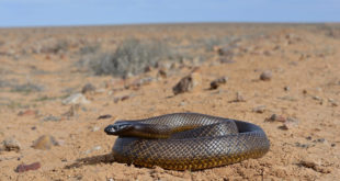 Cobra Oxyuranus Microlepidotus Enrolada no Meio do Deserto