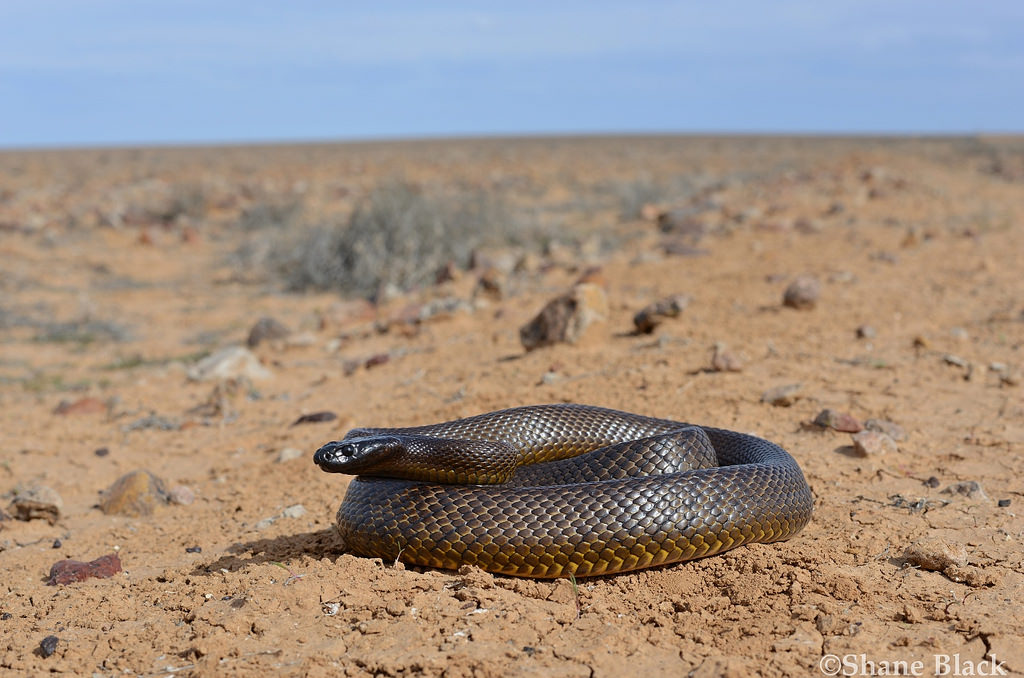 Cobra Mais Venenosa do Mundo