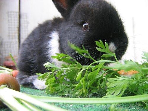 Coelho Pode Comer Pepino? Tirando as Dúvidas Sobre a Alimentação do seu PET