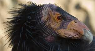 Condor da California