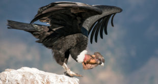 Condor dos Andes (Vultur gryphus)