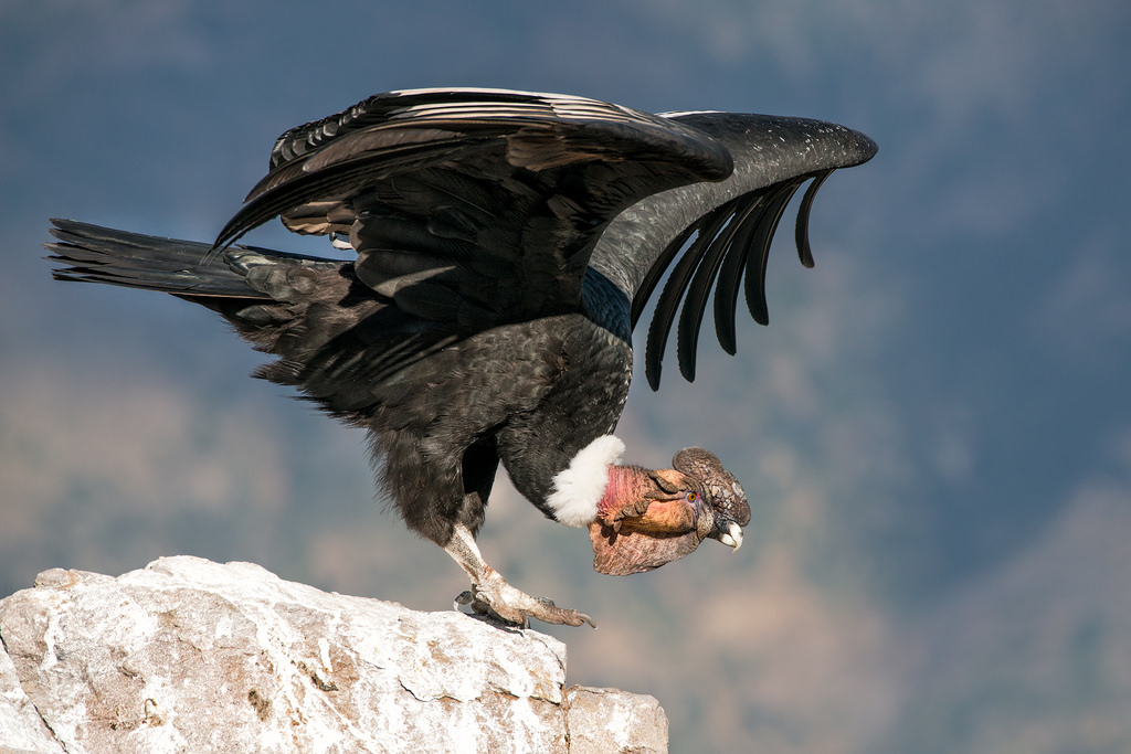 O Condor dos Andes Mitologia