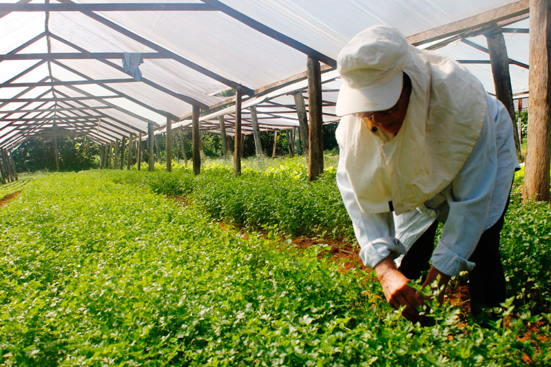 Brassicaceae Importância Econômica