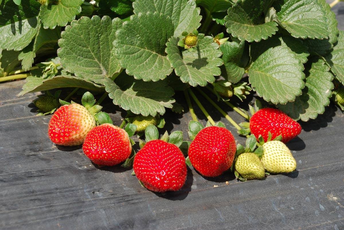 Morango é Fruta? É Hortaliça? É Pseudofruto?