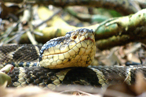 Jararacuçu do Papo Amarelo