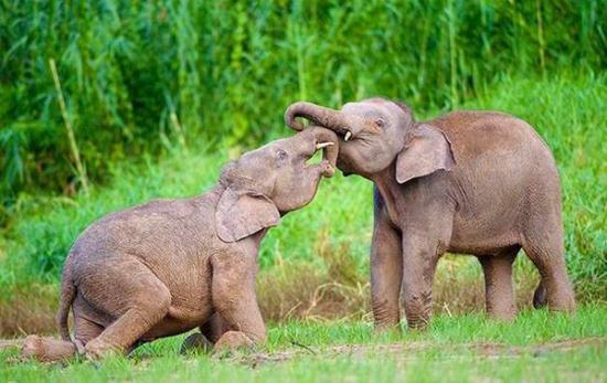 Elefante Pigmeu do Mediterrâneo: Características e Fotos