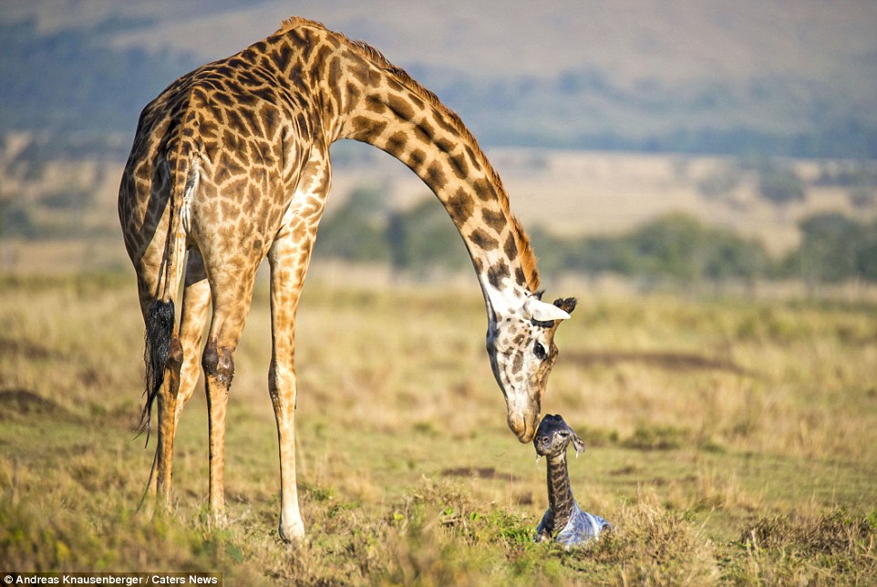 Onde Vive a Girafa? Qual seu Habitat Natural?