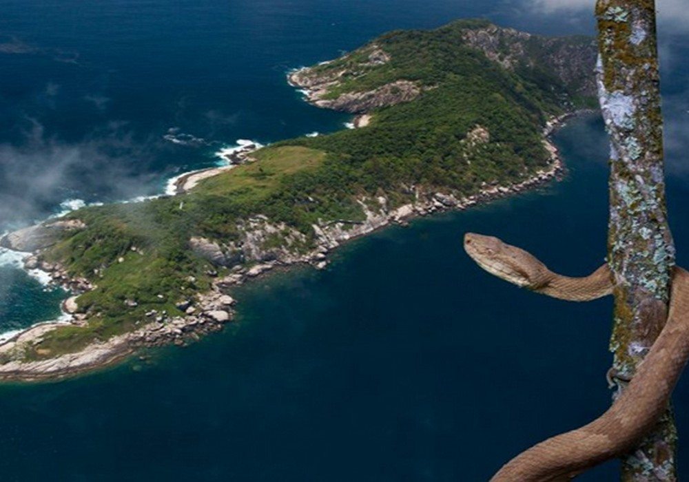 Ilha das Cobras Queimada Grande