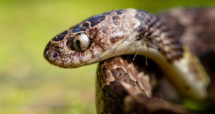 Imagem de um Cobra Jararaquinha-do-Campo