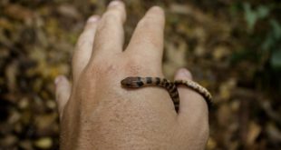 Jararaquinha é uma Espécie de Cobra Totalmente Inofensiva