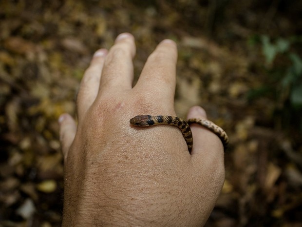 Cobra Jararaquinha Venenosa?