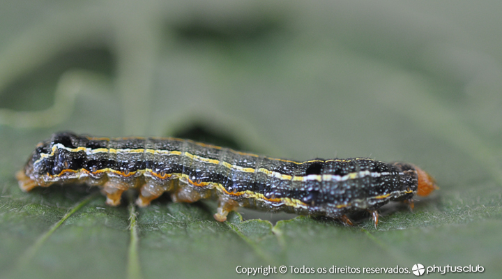 Larva Azul na Couve Flor