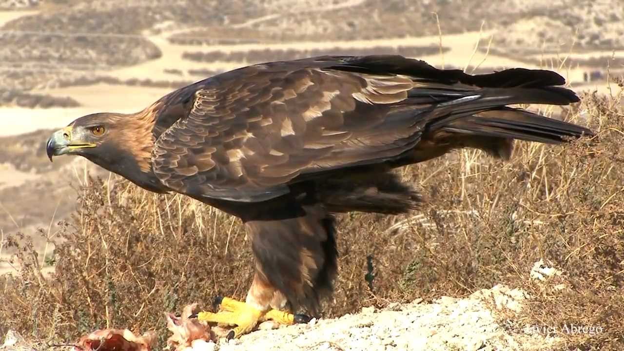 A Águia Real Brasileira e Seu Habitat