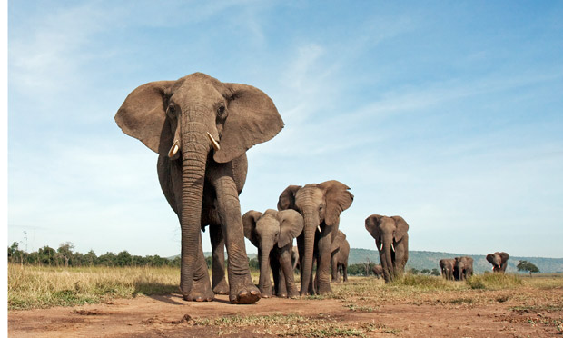 Hábitos do Elefante