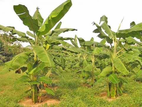 Espaçamento para Plantio de Banana da Terra