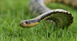 Surucucu do Pantanal na Grama