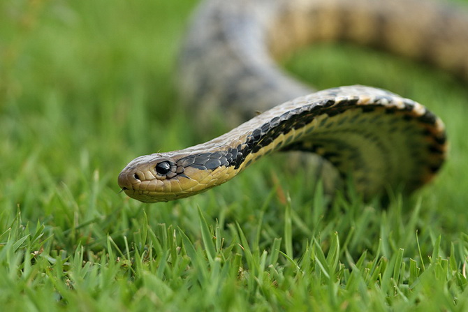 Surucucu-do-Pantanal é Venenosa? Conhecendo e Desvendando a Espécie