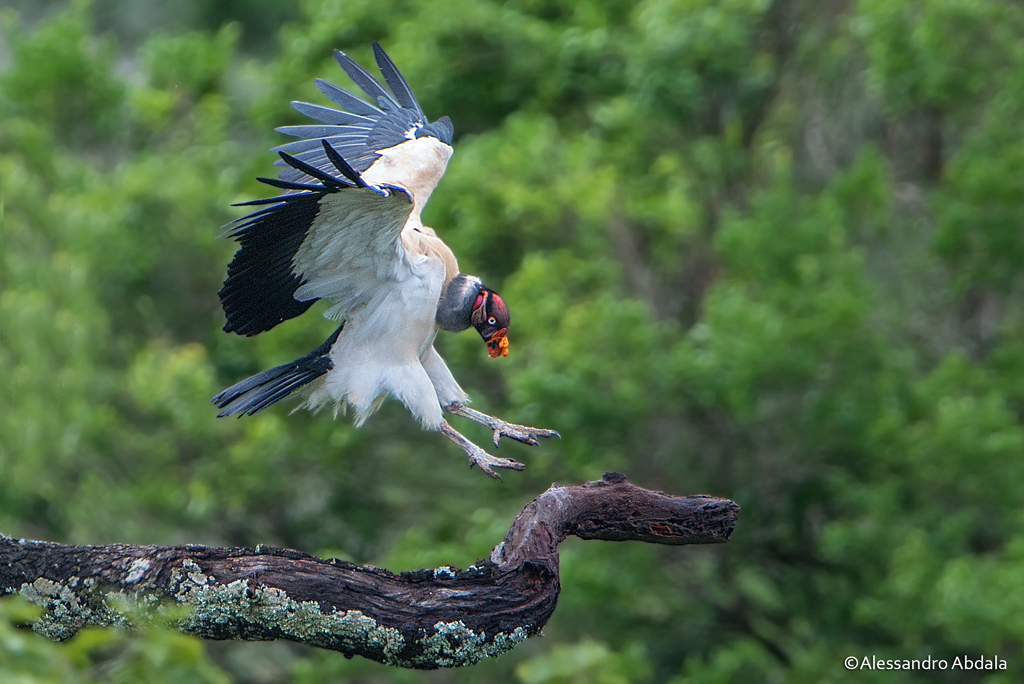 Urubu Rei e Seu Habitat