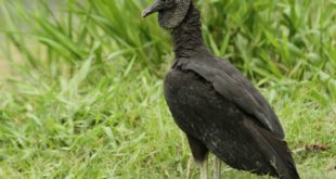 Urubu de Cabeça Preto No Meio do Mato