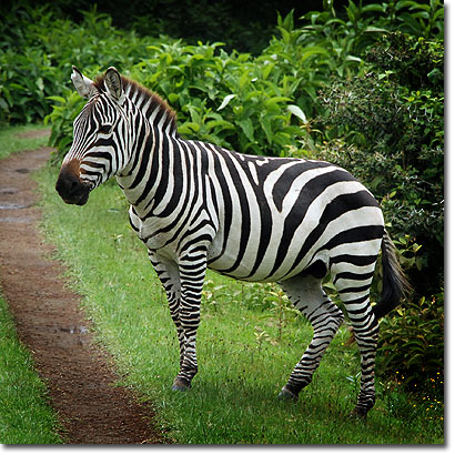 Curiosidades sobre Zebras