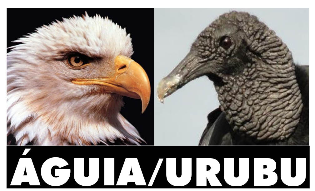 Quem Voa Mais Alto: Águia ou Urubu?