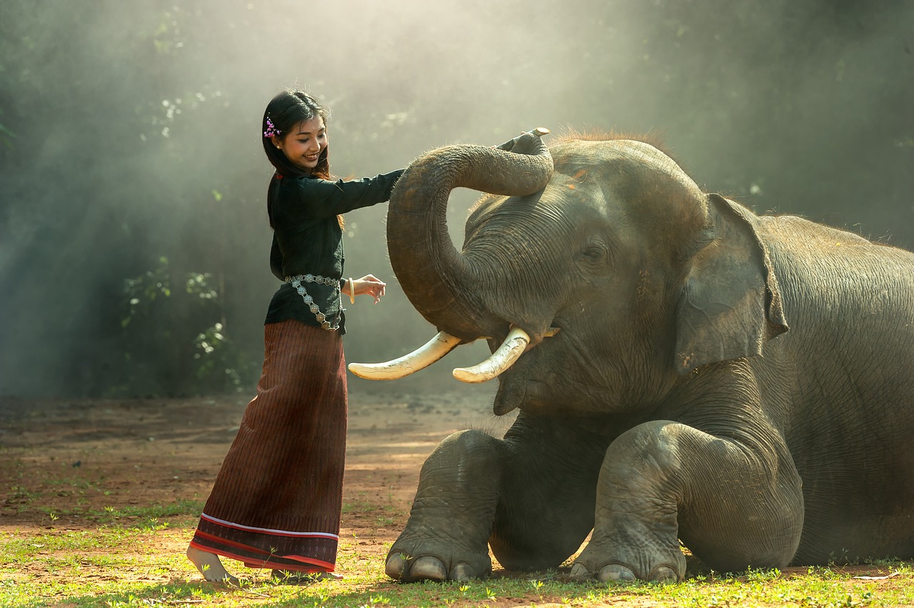 Elephantidae Loxodonta Atlântica