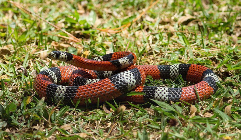 Tratamento Para Picada de Cobra Coral