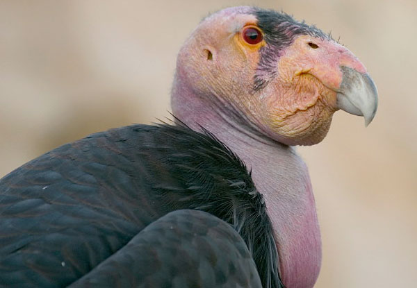 Condor da Califórnia Gymnogyps