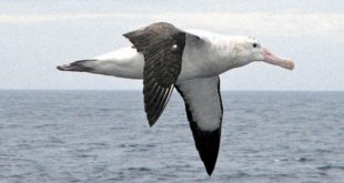 Albatroz Em Pleno Vôo Sobre as Águas