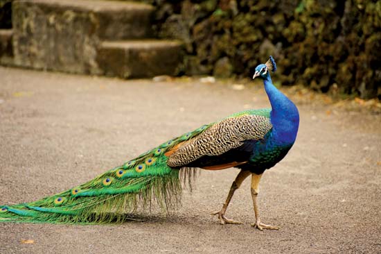 Pavo Pavão Indiano