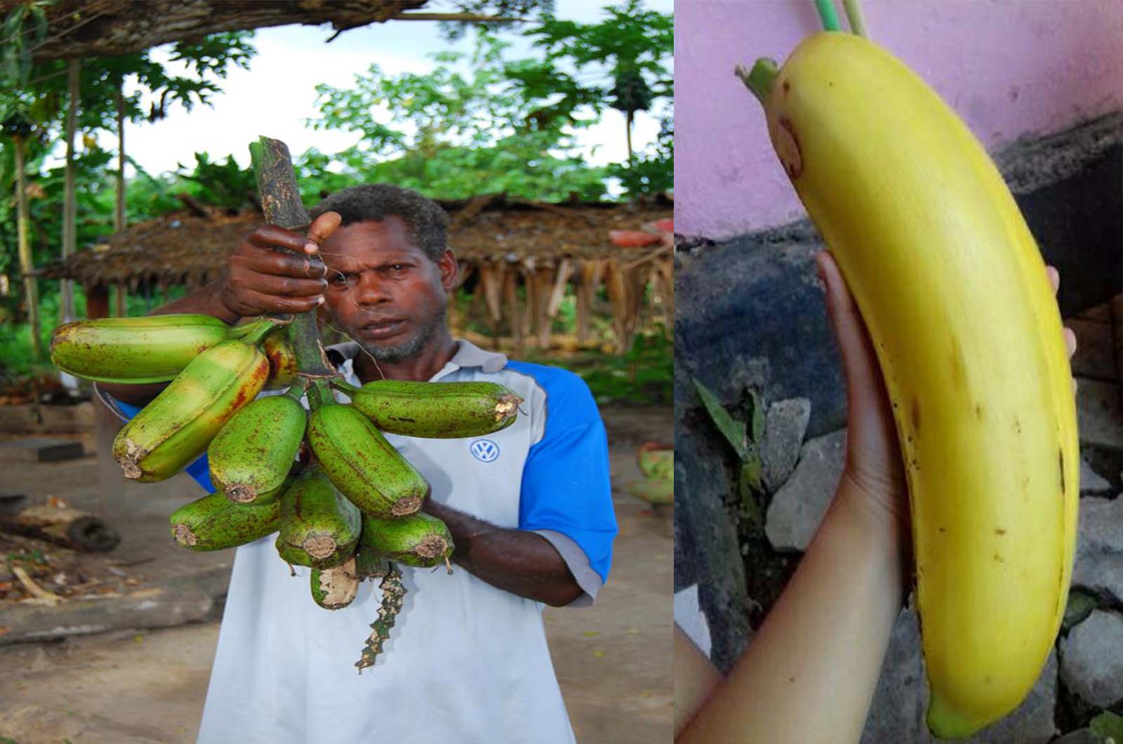 Variedades de Bananas Grande