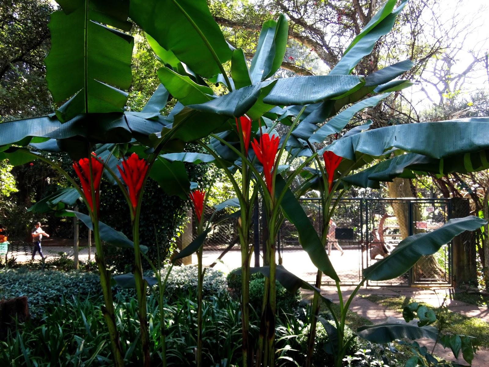 Bananeira Vermelha Floração