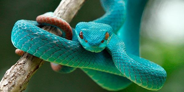 Tipos de Cobras que Dão Belas Fotos