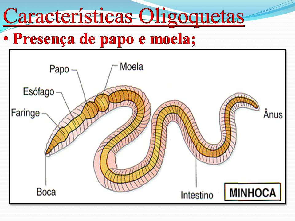 Minhoca Tem Cabeça, Olho, Nariz e Ouvido?