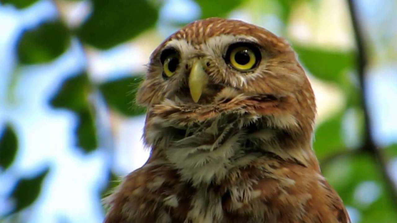 Caburé de Pernambuco Alimentação