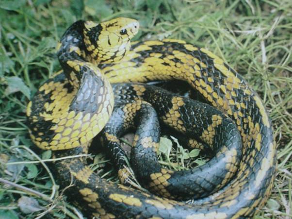 Cobra Caninana Do Papo Amarelo