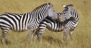 Casal da Zebra