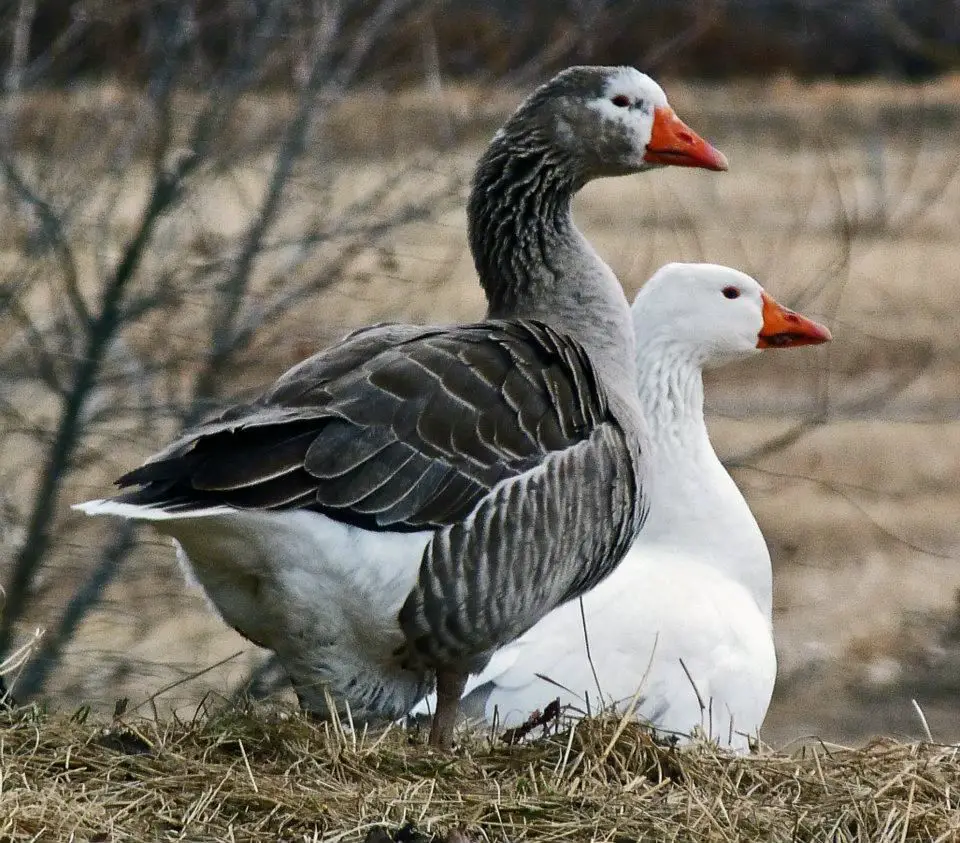 Гусь сельскохозяйственное животное. Pilgrim Goose. Гуси горбоносые серые. Куриный Гусь. Черный Гусь.