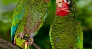 Casal de Papagaios - Amazona Leucocephala - Soltos na Natureza