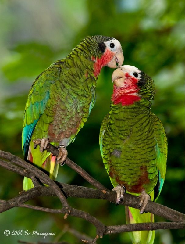 Papagaios: Amazona Leucocephala: O Papagaio-Cubano