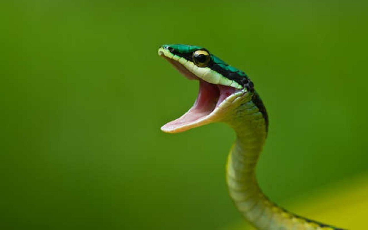 Cobra Caninana Verde