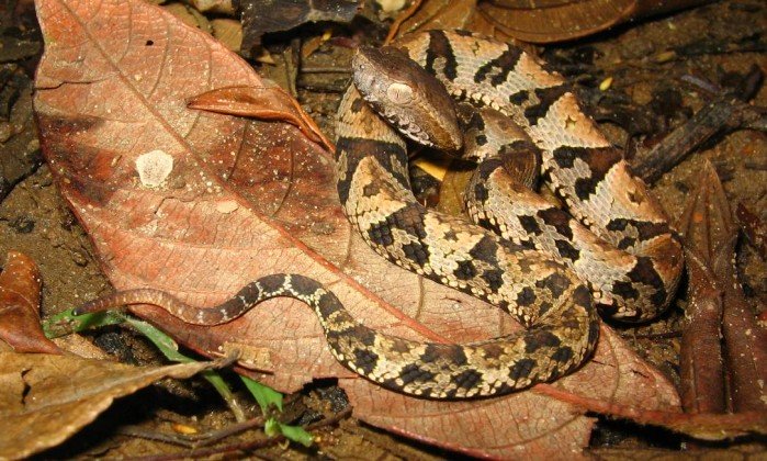 Picada de Cobra Jararacuçu