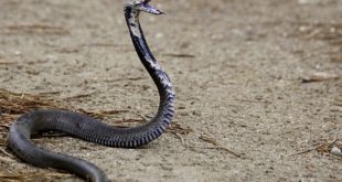 Cobra da Morte Inclinada Para Atacar